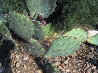 Opuntia dulcis, Sandia Mts, NM