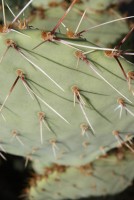 Opuntia dulcis, Tuscon area