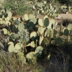 Opuntia dulcis, Tanque Verde Rd, Tucson, AZ