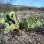 Opuntia dulcis, southeastern Tucson, AZ