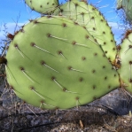 Opuntia dulcis, southeastern Tucson, AZ
