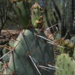 Opuntia dulcis, Desert Botanical Garden, Tempe, AZ