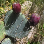Opuntia dulcis, Sandia Mts, NM