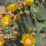 Opuntia dulcis, Wallace Gardens, Scottsdale