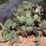 Opuntia dulcis, garden plant from Hualapai Mts, AZ