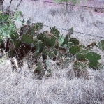 Opuntia dulcis, Tremontina, NM