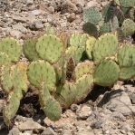 Opuntia dulcis, Alamogordo, NM
