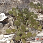 Opuntia dulcis, Artesia, NM
