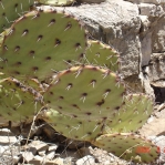 Opuntia dulcis, Artesia, NM