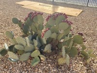 Opuntia engelmannii, Carlos Cervantes