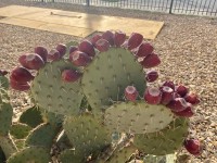 Opuntia engelmannii, Carlos Cervantes