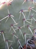 Opuntia engelmannii, Tierra Grande, NM
