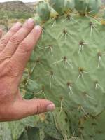 Opuntia engelmannii produmbent form, Hackberry, AZ
