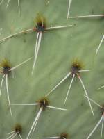 Opuntia engelmannii produmbent form, Hackberry, AZ