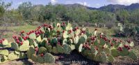 Opuntia engelmannii, Ironwood Forest National Monument, Michael Mcnulty