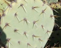 Opuntia engelmannii, Leeds, UT
