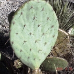 Opuntia engelmannii, O. gregoriana type, Alamogordo, NM