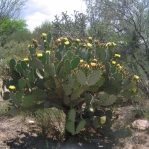 Opuntia engelmannii, Tucson
