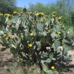Opuntia engelmannii, Tucson, AZ