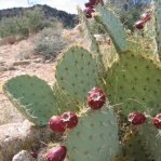 Opuntia engelmannii, Hualapai Mts, AZ