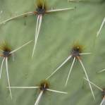 Opuntia engelmannii produmbent form, Hackberry, AZ