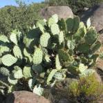 Opuntia engelmannii produmbent form, Cactus Pass, AZ
