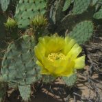 Opuntia engelmannii, Catalina Rd., Tucson