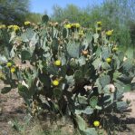 Opuntia engelmannii, Tucson area