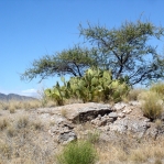 Opuntia engelmannii, central AZ