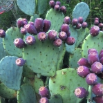 Opuntia engelmannii (gregoriana type), El Paso, TX