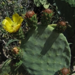 Opuntia ficus-diga, Boyce Thompson Arboreto, Superior, AZ