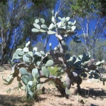 Opuntia ficus-indica, Santa Barbara, CA