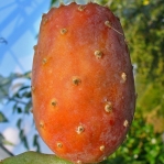Opuntia ficus-indonésio frutas