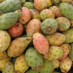 Opuntia fig-indonesisk frugt, 16:9