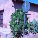 Opuntia ficus-indica, Las Cruces, NM