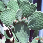 Opuntia ficus-dizer, em Las Vegas, NM