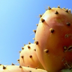 Opuntia ficus-indica fruit, Martino Sabla