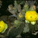 Opuntia flavispina