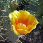 Opuntia flavispina, Desert Botanical Gardens, AZ