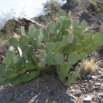 Opuntia flavispina, greater Phoenix area, AZ