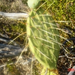 Opuntia flavispina, near Phoenix, AZ