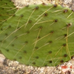 Opuntia flavispina, near Phoenix, AZ