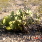 Opuntia flavispina, near Phoeniz, AZ