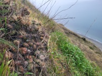 Opuntia fragilis, at Fort Ebey Park, Whidbey Island, WA, Jose Manuel Alvarez Guerrero