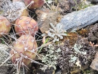 Opuntia fragilis, at Fort Ebey Park, Whidbey Island, WA, Jose Manuel Alvarez Guerrero