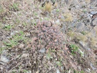 Opuntia fragilis, at Fort Ebey Park, Whidbey Island, WA, Jose Manuel Alvarez Guerrero