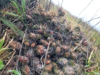 Opuntia fragilis, at Fort Ebey Park, Whidbey Island, WA, Jose Manuel Alvarez Guerrero