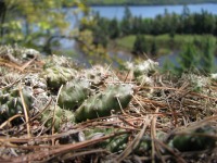 Opuntia fragilis, Kerry Woods