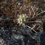 Opuntia fragilis, British Columbia, Liz Parnis
