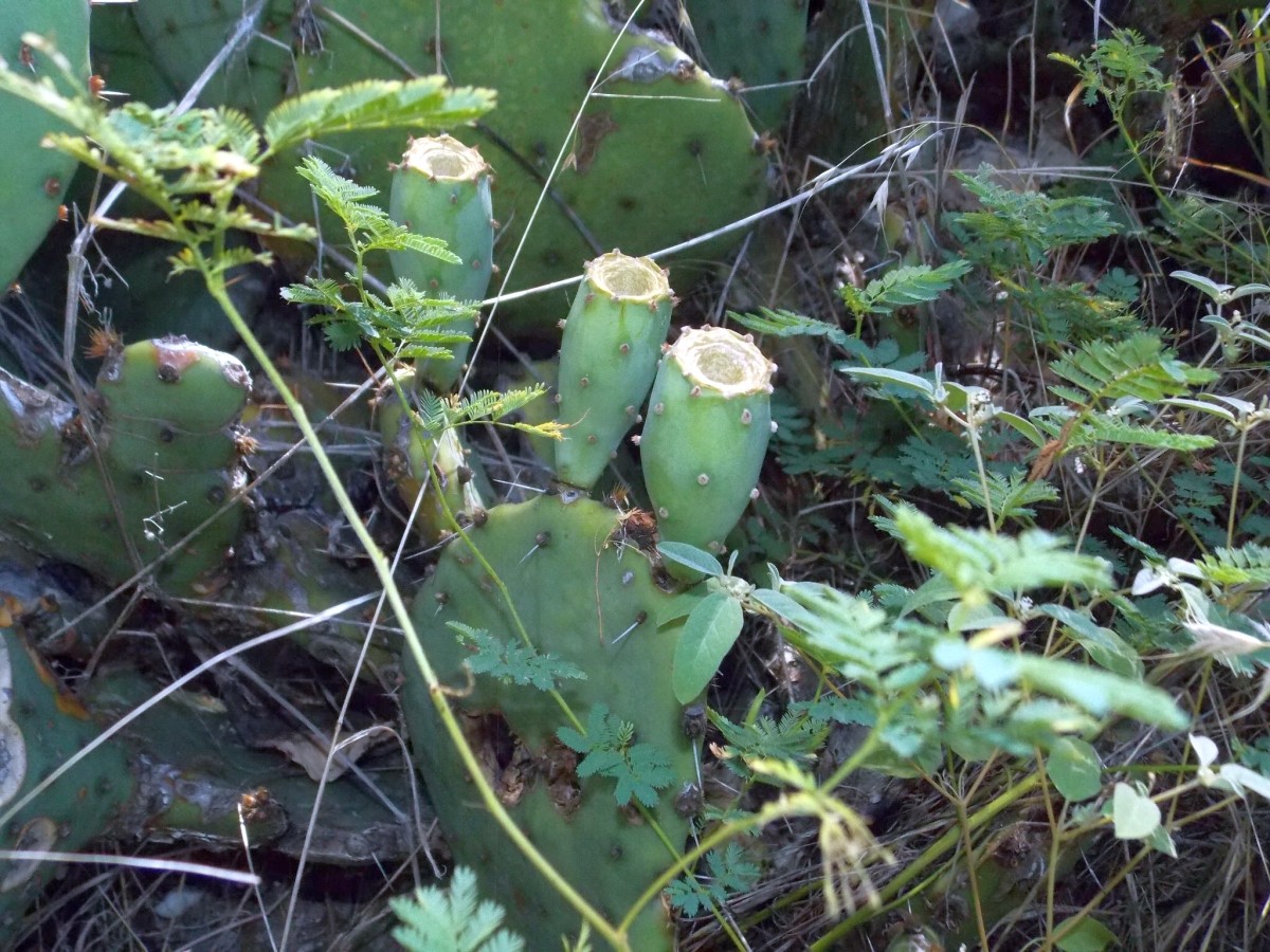 cactus, Opuntia prickly gilvescens, garden pear western